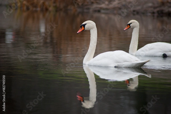 Obraz Swans is on the pond