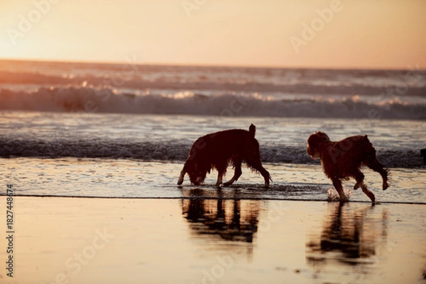 Fototapeta Dogs on beach at sunset