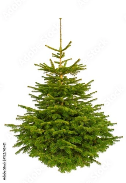 Obraz Choinka, jodła kaukaska