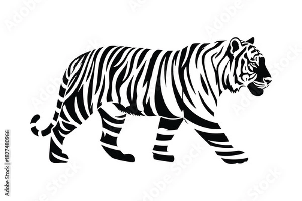 Fototapeta Black and white illustration of a tiger walking with distinctive stripes