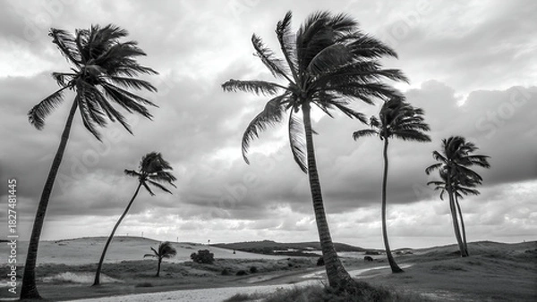 Obraz Black and White photography of a Palm Trees
