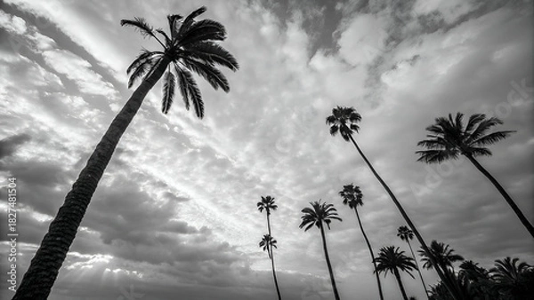 Obraz Black and White photography of a Palm Trees