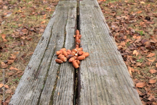 Obraz 木のベンチに並べられたドングリ