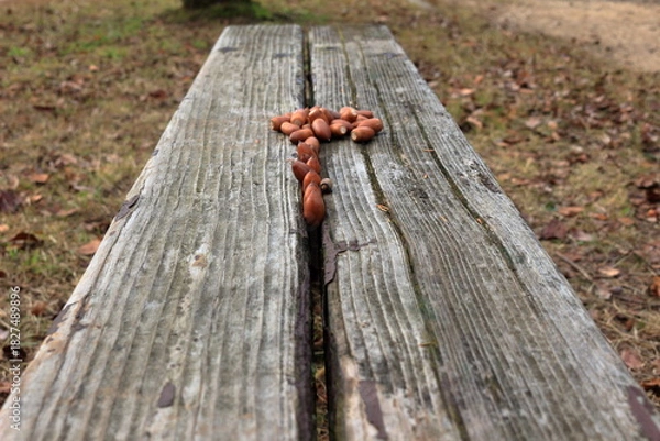 Obraz 木のベンチに並べられたドングリ