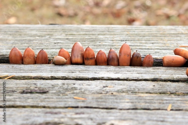 Obraz 木のベンチに並べられたドングリ