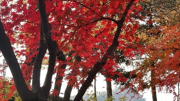 Fototapeta red maple leaves