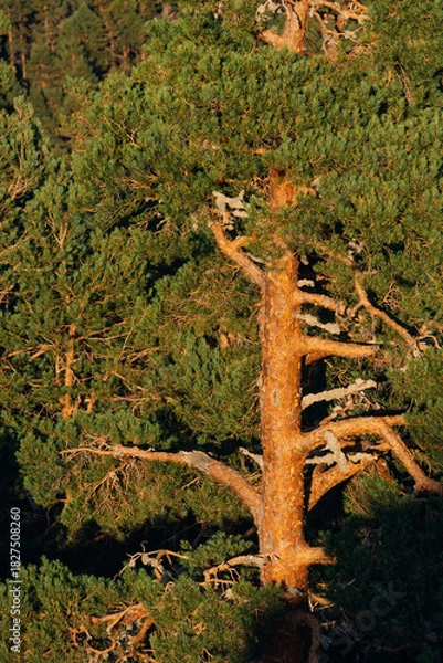 Fototapeta Rock formations and pine trees in the Castroviejo nature reserve, in Duruelo de la Sierra, Soria, Castile and Leon, Spain.