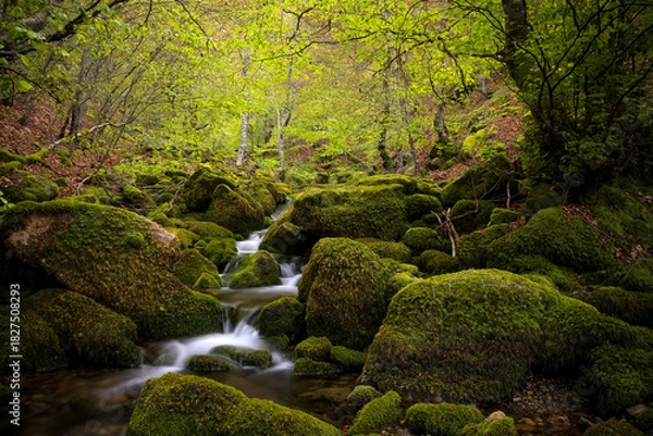 Fototapeta Moss-Covered Rocks and Stream in Argovejo beech Forest, León, Castilla y Leon, Spain