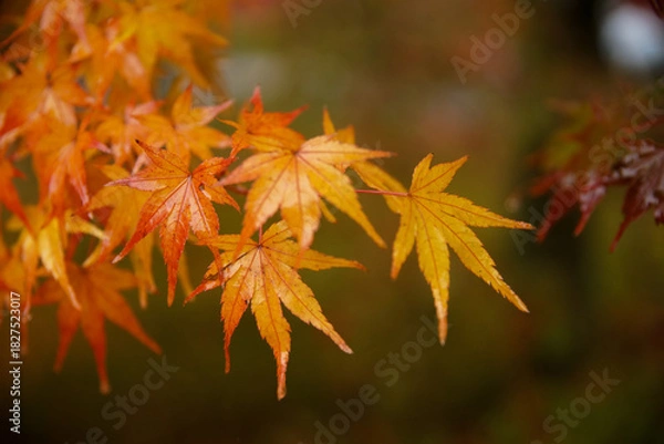 Obraz 東福寺の紅葉