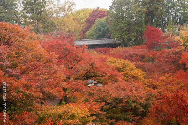 Obraz 東福寺の紅葉