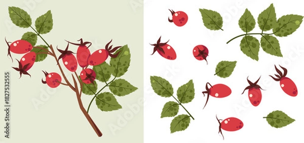 Fototapeta Rosehip Branch Flat Vector Isolated. Illustration with Berries and Leaves. Botanical Design for Stickers, Greeting Cards, Posters, Textile Patterns. Ideal for Nature Themes, Eco-Friendly Branding