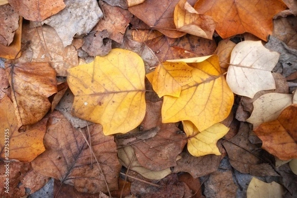 Fototapeta yellow autumn leaves