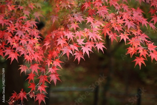 Obraz 雨上がりのしっとりとした紅葉の葉