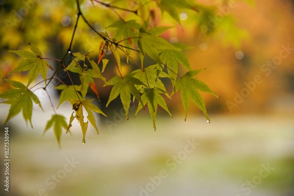 Obraz 雲龍院の紅葉