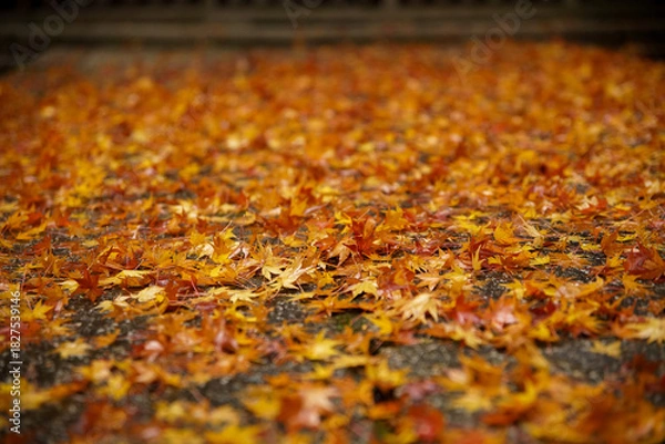 Obraz 来迎院の紅葉