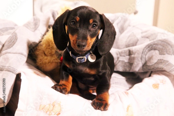 Obraz dachshund puppy