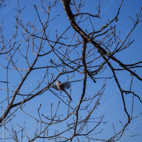 Fototapeta Long-tailed tit (Aegithalos caudatus) in flight between bare tree branches and blue sky