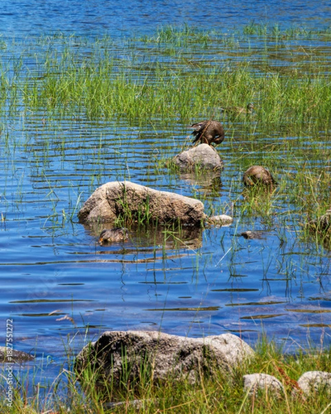 Fototapeta Clear blue mountain lake with wild ducks resting among the submerged shoreline grass