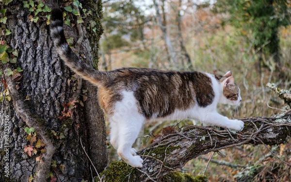 Fototapeta Cute house cat exploring a rugged, moss-covered branch in the fall wilderness