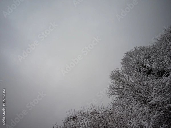 Fototapeta First winter snow on the treeline in the chartreuse massif