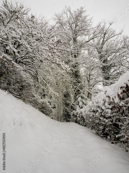 Fototapeta Untrodden path disappearing into a serene, snow-covered winter forest