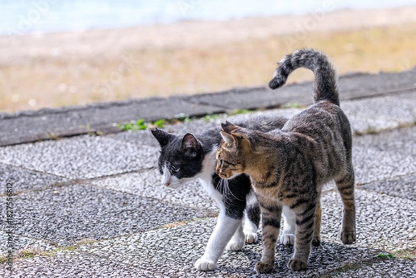 Obraz 北海道洞爺湖町、仲良く散歩する2匹の野良猫【9月】