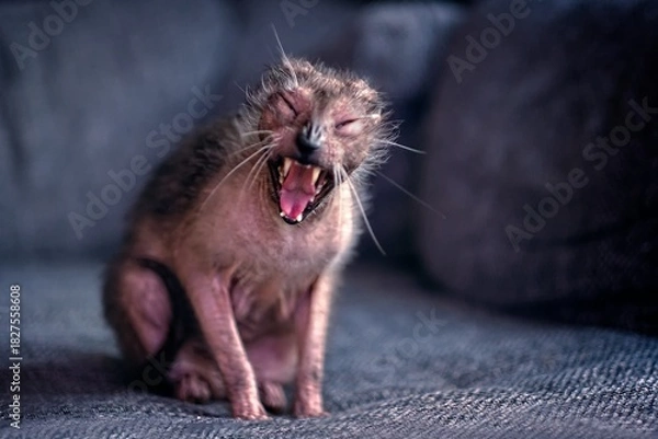 Fototapeta Funny Lykoi cat yawning on sofa at home. Horizontal image with selective focus.