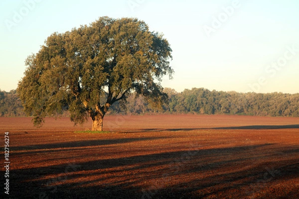 Obraz alba di una quercia