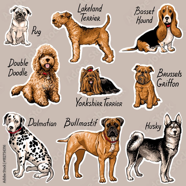 Fototapeta Set of dogs. Vector illustration.