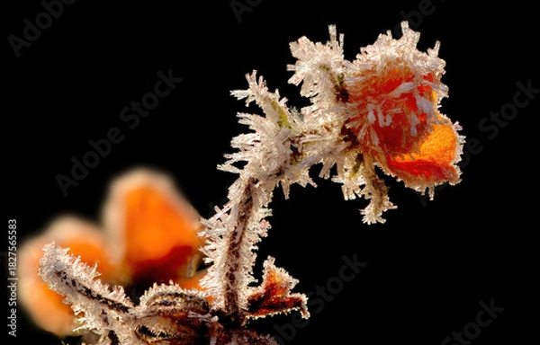 Obraz der erste Frost