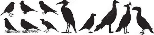 Fototapeta Collection of diverse vector birds in various poses, flying and perching, suitable for nature designs