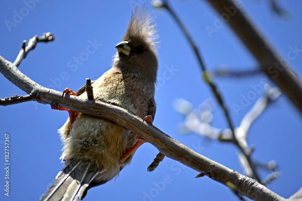 Fototapeta King & Carrier