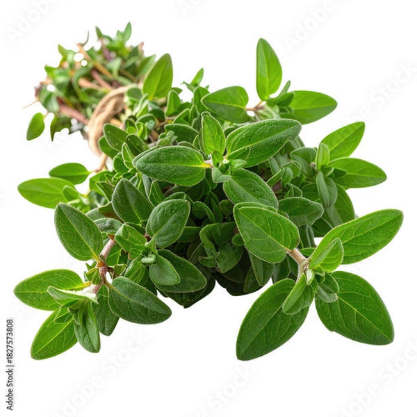 Obraz Fresh thyme bunch with vibrant green leaves tied