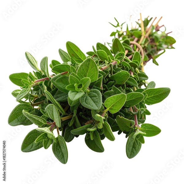 Obraz Fresh bunch of aromatic herb with small green leaves against dark background