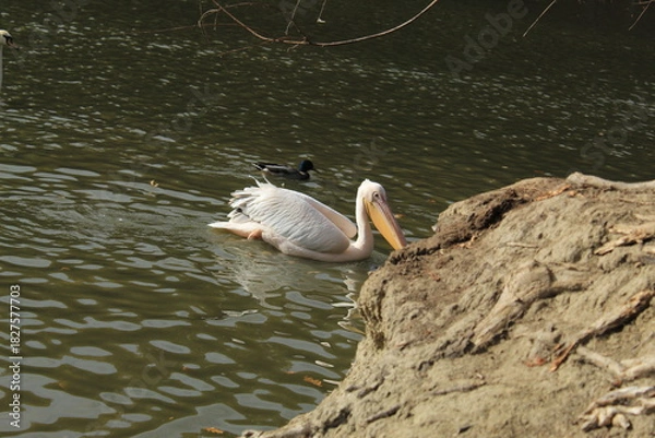 Obraz White Pelican Swimming on a Lake in Nature