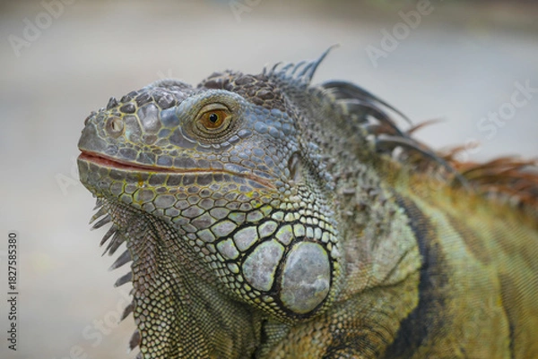 Obraz Green Iguana face close up, Green Iguana skin texture macro, Green Iguana wildlife portrait