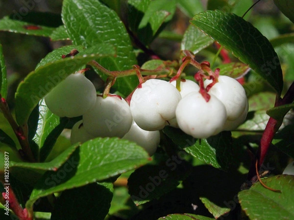 Obraz シラタマノキ 果実