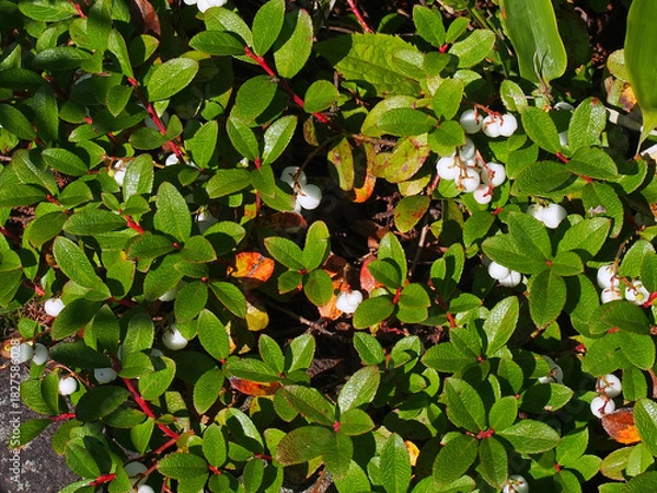 Obraz シラタマノキ 果実