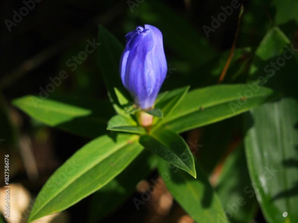 Obraz オヤマリンドウ