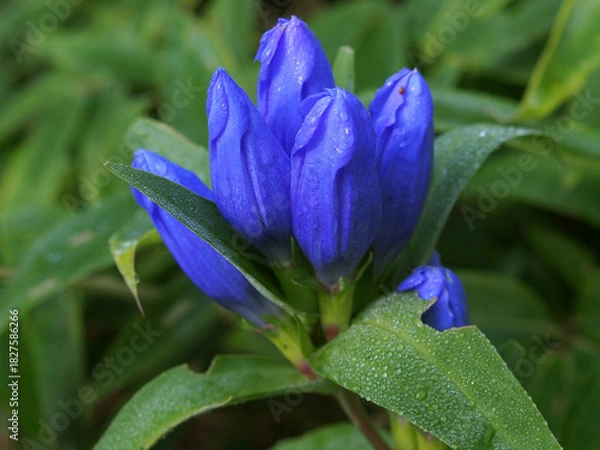 Obraz オヤマリンドウ