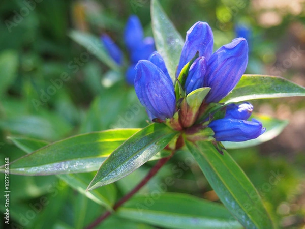 Obraz オヤマリンドウ