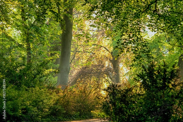 Fototapeta Sun rays in a forest
