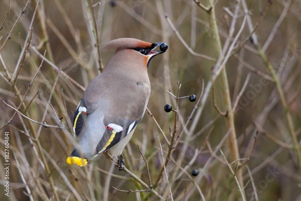 Fototapeta Bohemian waxwing