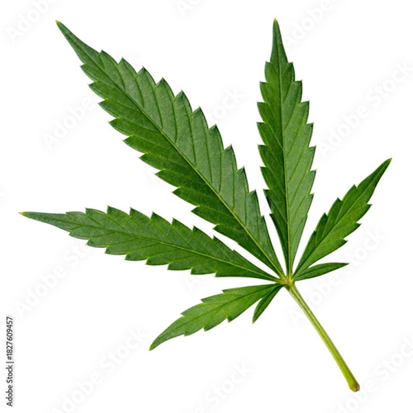 Obraz Cannabis Leaf Isolated on Transparent Background