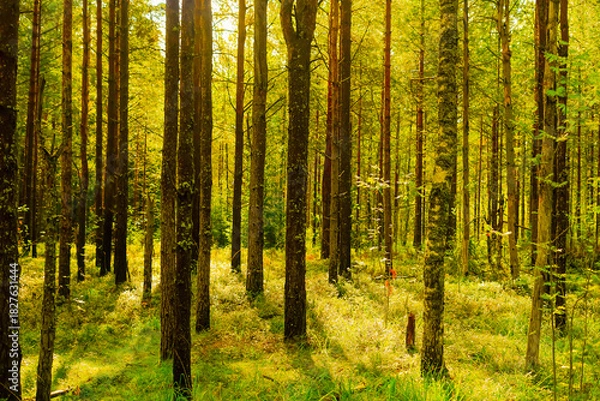 Obraz Golden Sunlight Filtering Through a Vibrant Forest