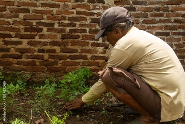 Obraz An old man of Asian-Indonesian descent wildly cleans or fertilizes carrot leaf plants in his home field.