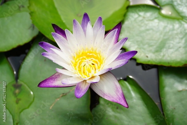 Obraz lotus flower