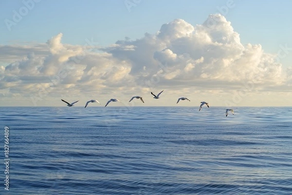Obraz Birds flying over the ocean with a cloudy sky in the background seascape view 92