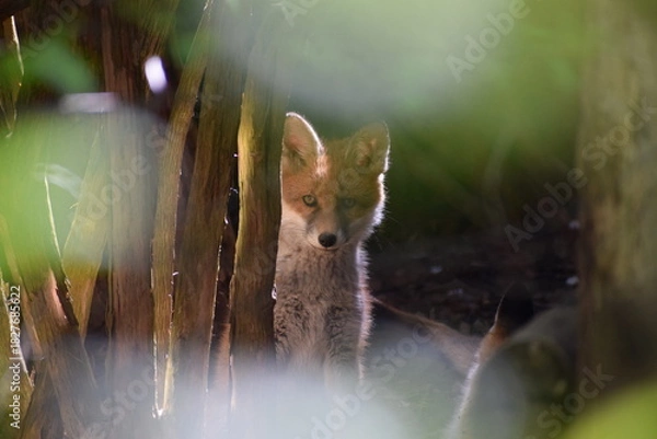 Obraz fox look at me