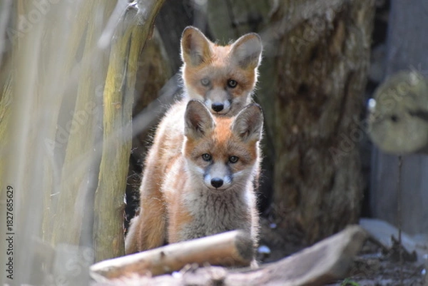 Obraz baby foxes